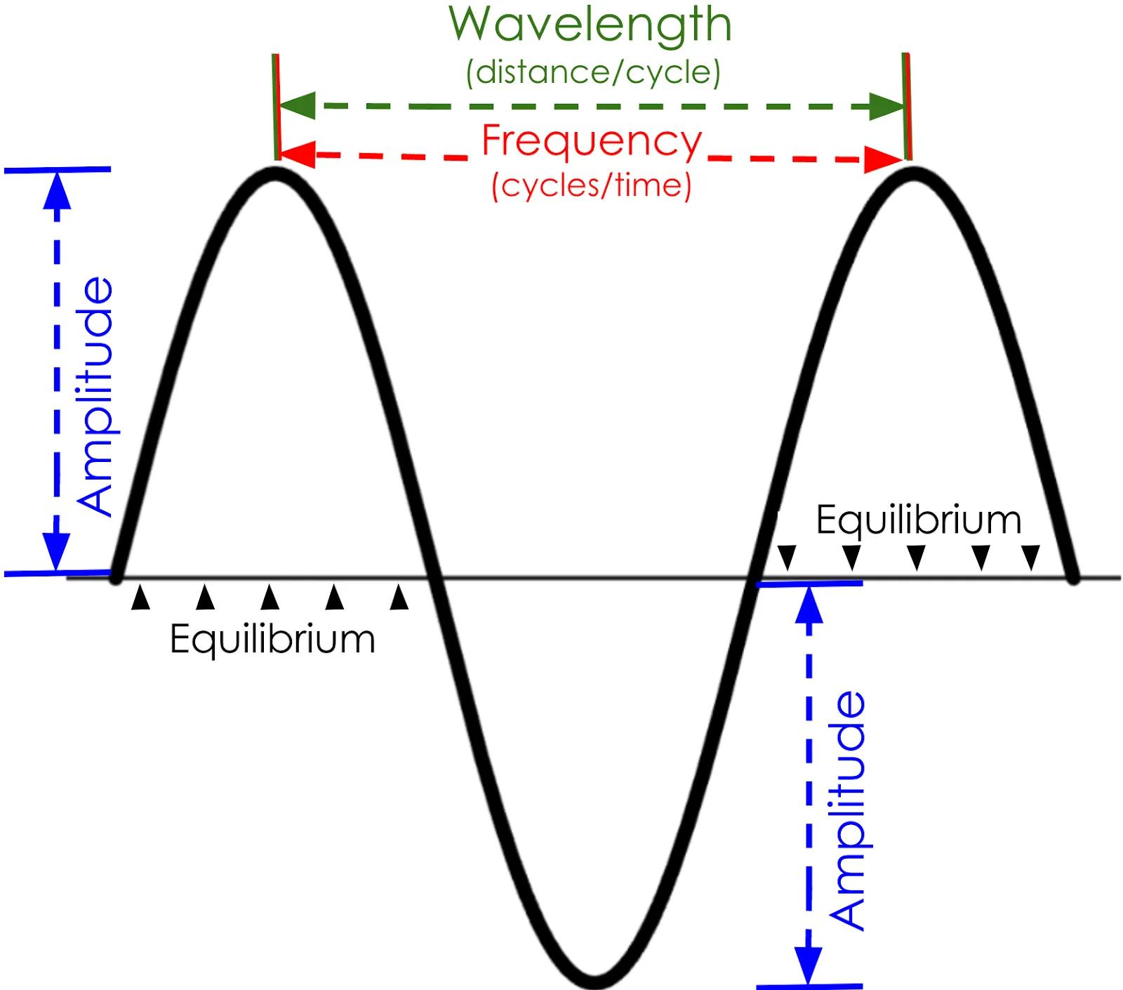 A diagram of a periodic sine curve drawn over a horizontal line in the middle. Arrows label the wave characteristics:  “wavelength (distance per cycle)”, “frequency (cycles per time)”, “amplitude” and “equilibrium.” Horizontal arrows pointing from one peak to the next show that wavelength measures the length of one wave cycle, and frequency measures the number of wave cycles that occur over a specific period of time. The line in the middle of the wave is labeled the “equilibrium.” Vertical arrows that point from the highest point in the line to the equilibrium, or from the lowest point to the equilibrium, show that amplitude is a measure of the distance from the equilibrium.